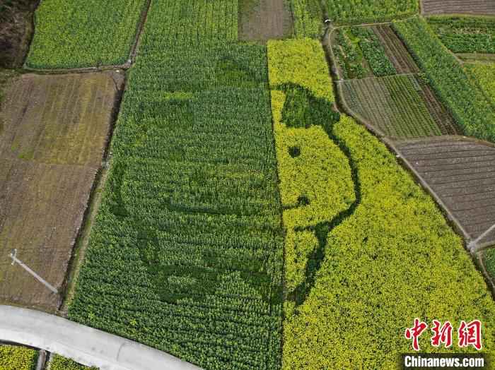  皖南油菜田“艺术性规划”长出新风景